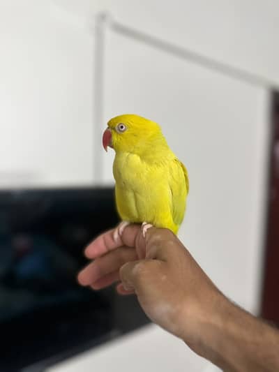 Yellow Ringneck Pattha (Young)
