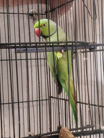 breeder pair ha baty be  krty hn