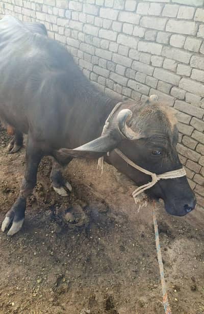 buffalo