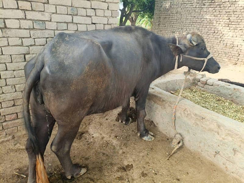 buffalo 1