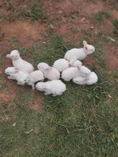 Newzeland white rabbit