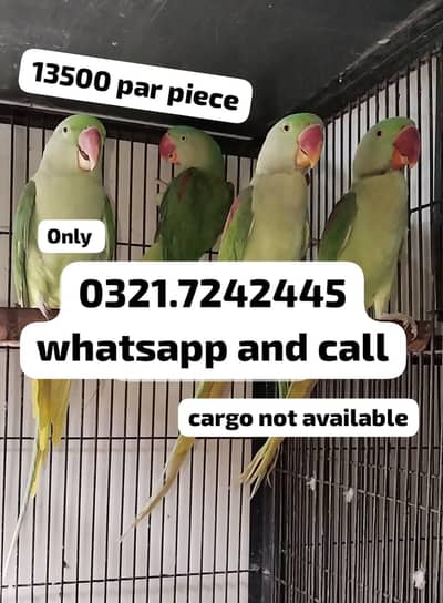 Raw pair 27000 call 03217242445