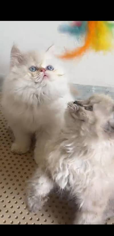 Quality Persian Punch face cat & kitten is03477878702Whatsapp