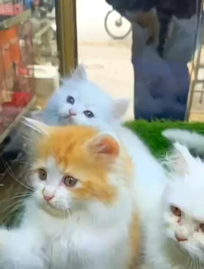 Quality Persian Punch   kitten WhatsAp03205959094