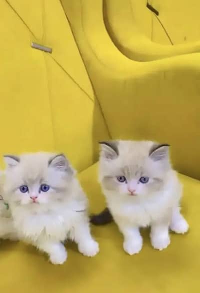 Persian female kitten for sale 0370_3660452 Whatsapp number