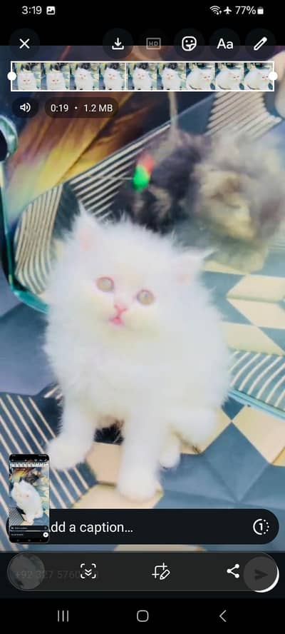 Persian cat triple kot,for sale,my WhatsApp 03481292582