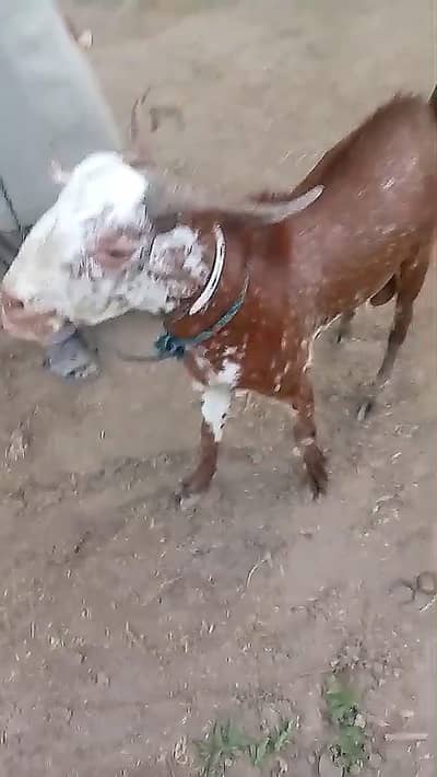 Andu male goat for sale 2 dant