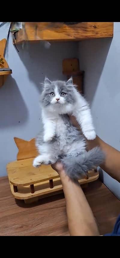 Quality Persian Punch face cat & kitten is03477878702Whatsapp
