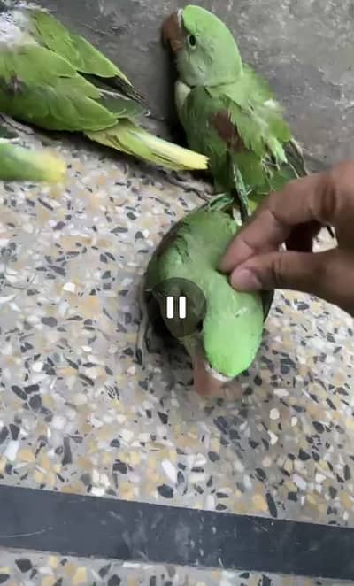 Kashmiri raw parrots for sale