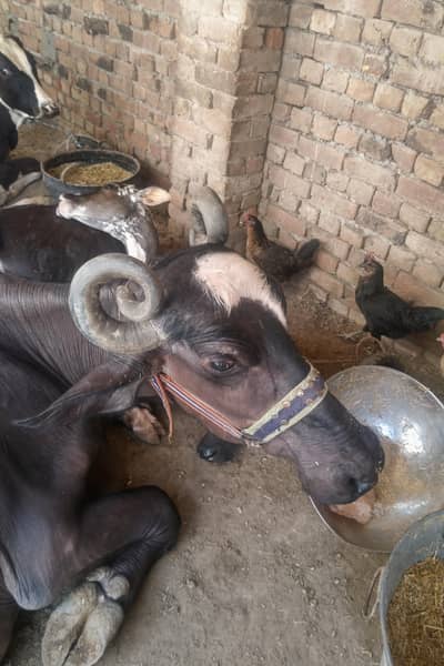 buffalo with male baby