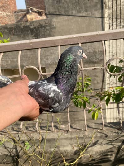 PURE FEROZPURI MALE