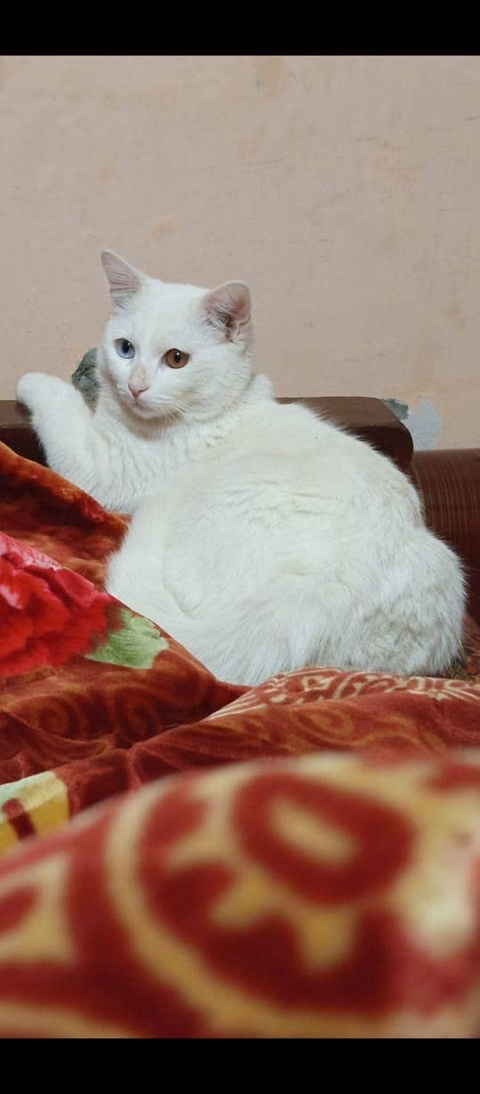 ایک عدد وائٹ بلہ ڈبل ائز میں 1