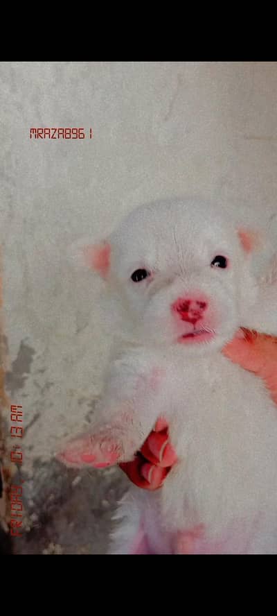 russian dog ka bachy for sale