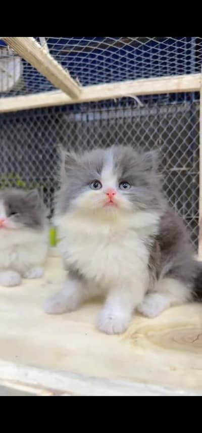 Quality Persian Punch face cat & kitten is03477878702Whatsapp