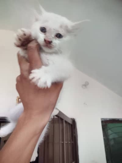 Persian cat for sale