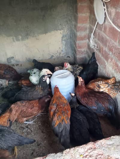 Beautiful Desi Hens