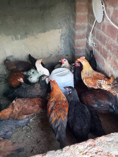 Beautiful Desi Hens