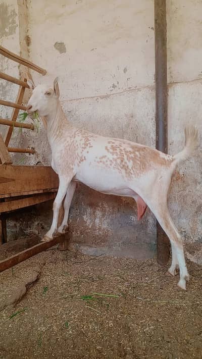 Barbari Goat | Bakri | Gaban Bakri | Goat for sale