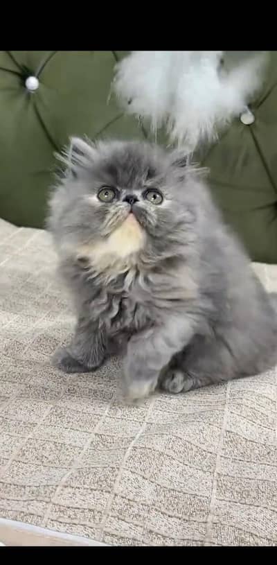 Quality Persian Punch face cat & kitten is03477878702Whatsapp