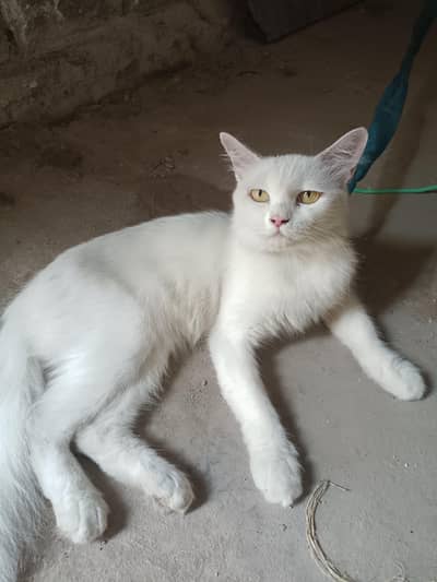 double coat cat for sale reasonable price