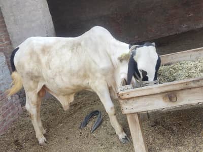 Nuqra bachra Sandhu breed