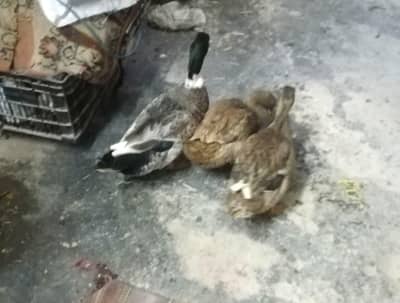 ducks breeder pair