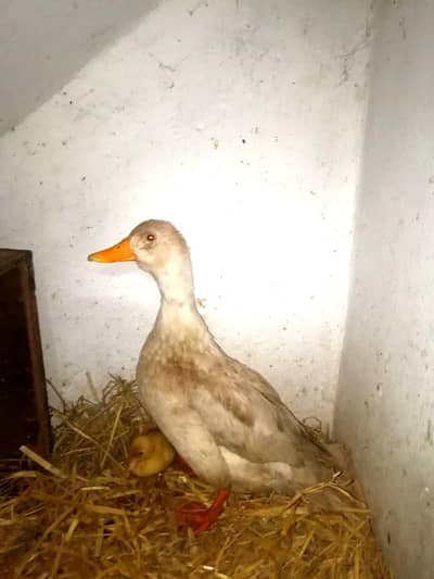 ducks breeder pair