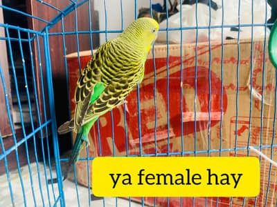 Budgie pair
