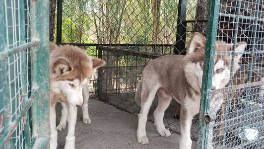 Male and female for sale