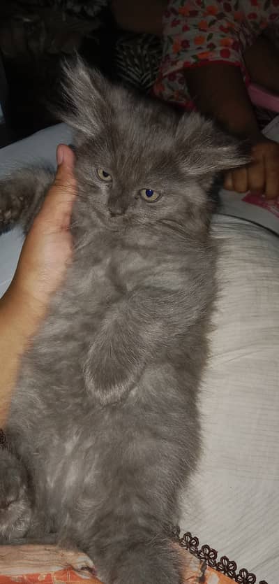 Pair male and female cat
