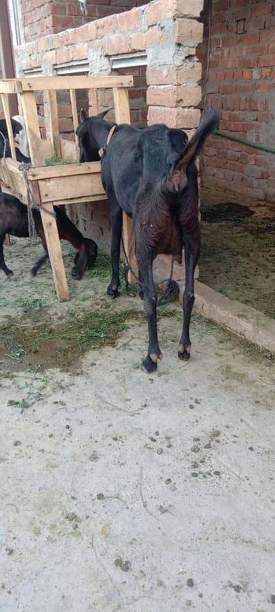 Breeder bakri, path or bakra