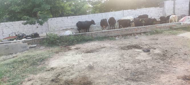 Cattele/Goat farm available for rent @ G-16 Islamabad