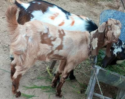 goat for sale argnt