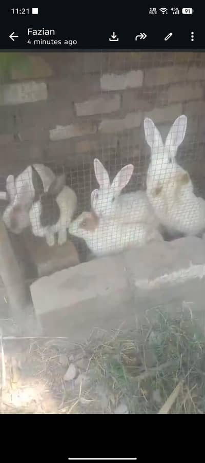 rabbits