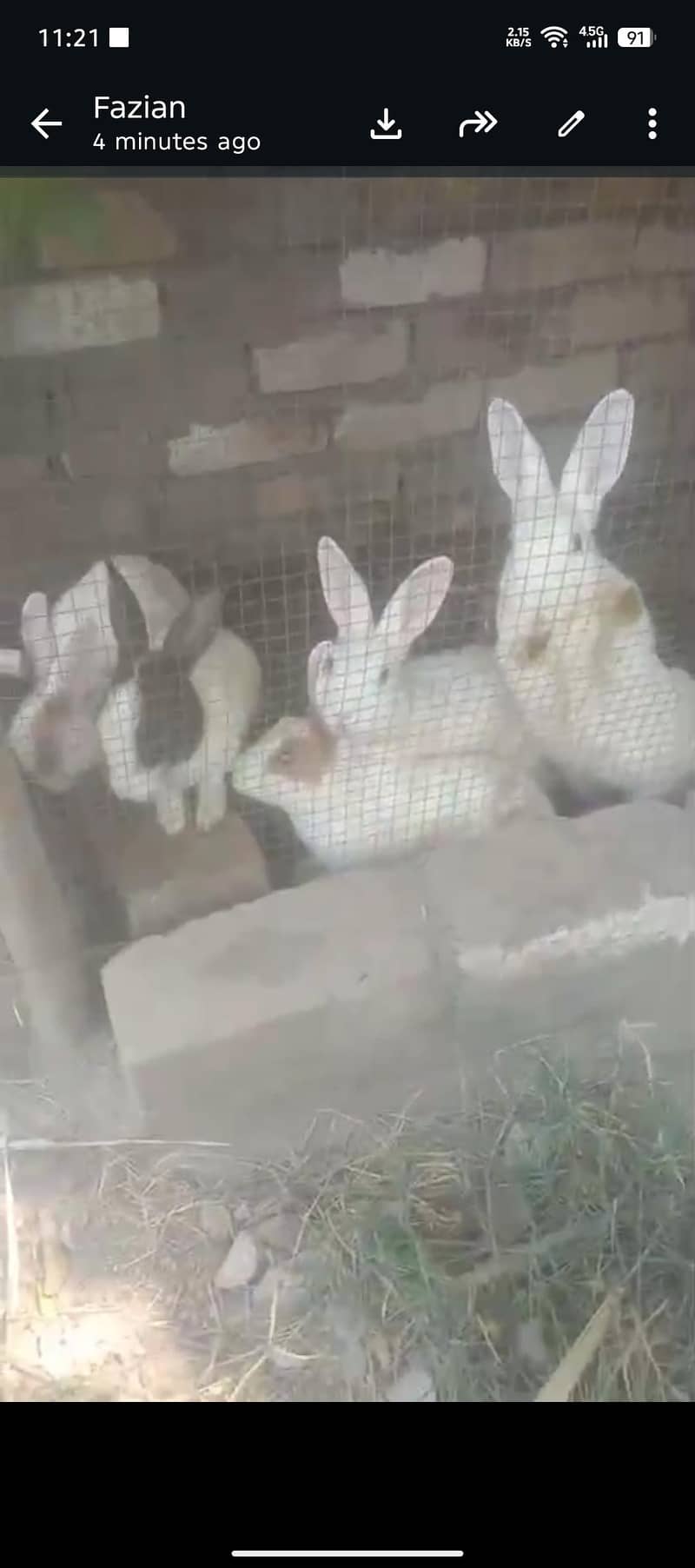 rabbits 0