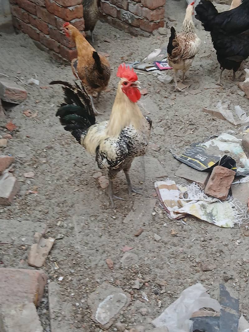 گولڈن مرغیاں گھر کی پلی ہوئی 0