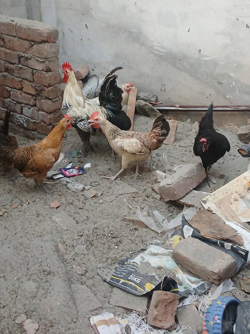 گولڈن مرغیاں گھر کی پلی ہوئی 1