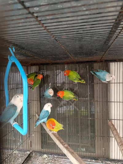 lovebirds parrots pair