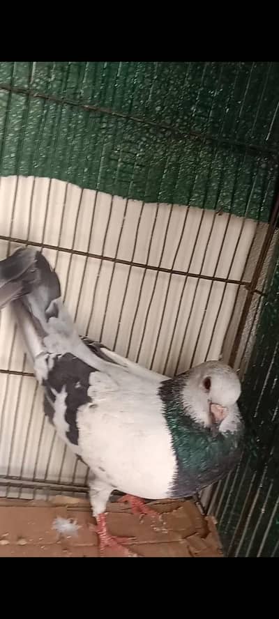breeder pair healthy and active