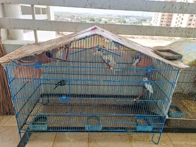 Healthy budgies with Big Cage.