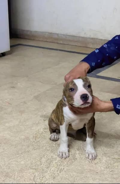 American pitbul