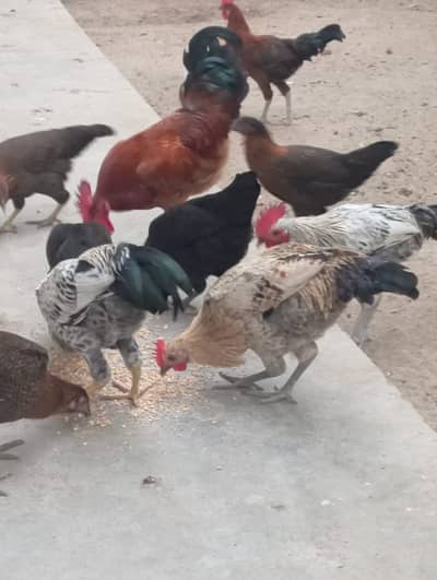 Desi/Golden Misri/Aseel mixed breed - Urgent sell