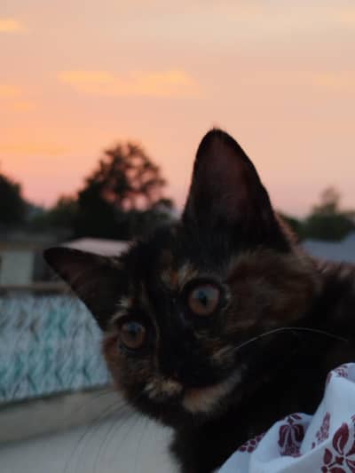 Half persian cat for ADOPTION. ( no money)