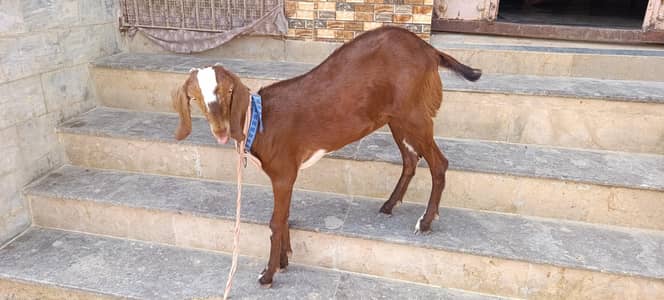 Bakri for sale