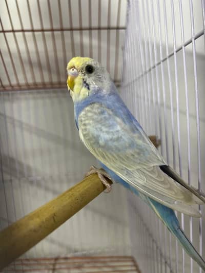 violet Rainbow female