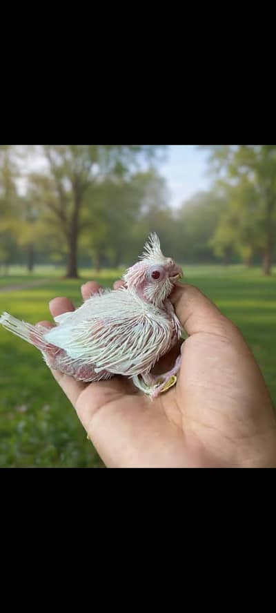 Eno cocktail red eyes chick