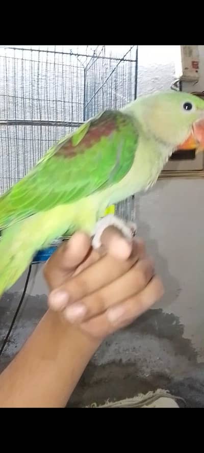 chick for sale full active on hand feed 03036063696 WhatsApp number