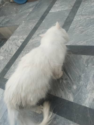 triple coted paession cat male