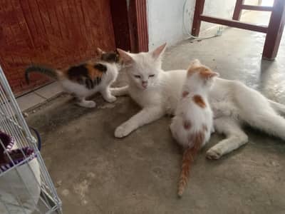 Persian + Russian Mix with 3 kids of Two months