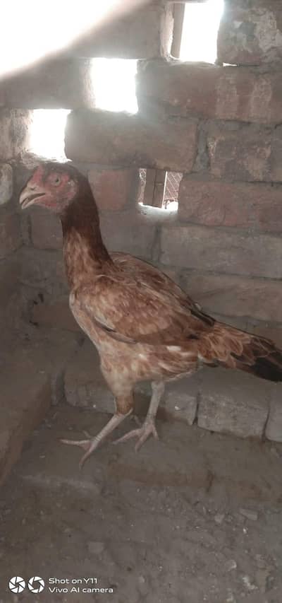 Aseel murgi breadder